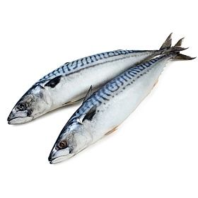 Скумбрия 400-600 г- 25 кг (2 х 12,5 кг) бортовая заморозка, Фарерские Острова