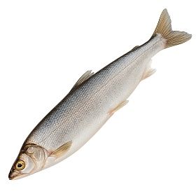 Омуль целый неразделанный 1,2-1,6 кг