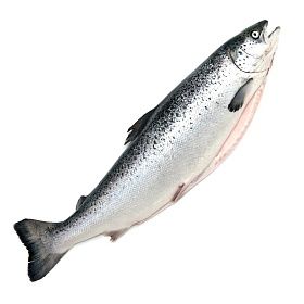 Семга потрошеная с головой 6-7 кг Premium ~30кг зам., Чили