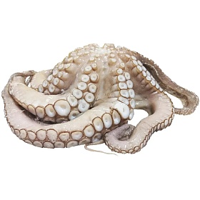 Осьминоги 3,0+ кг 15кг, Индонезия